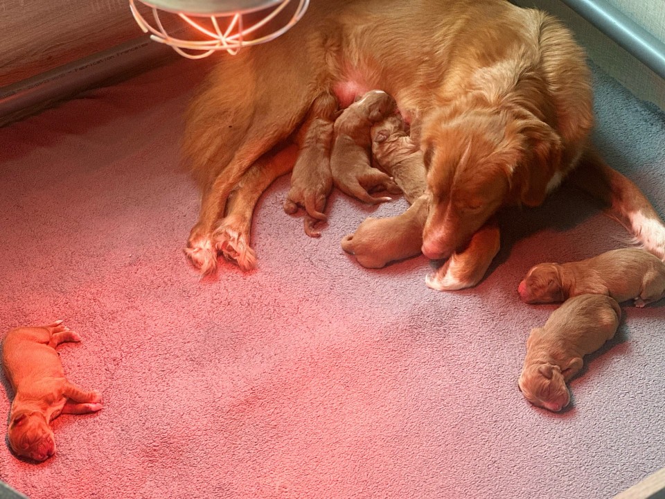 Une maman Toller Red Maple avec ses chiots