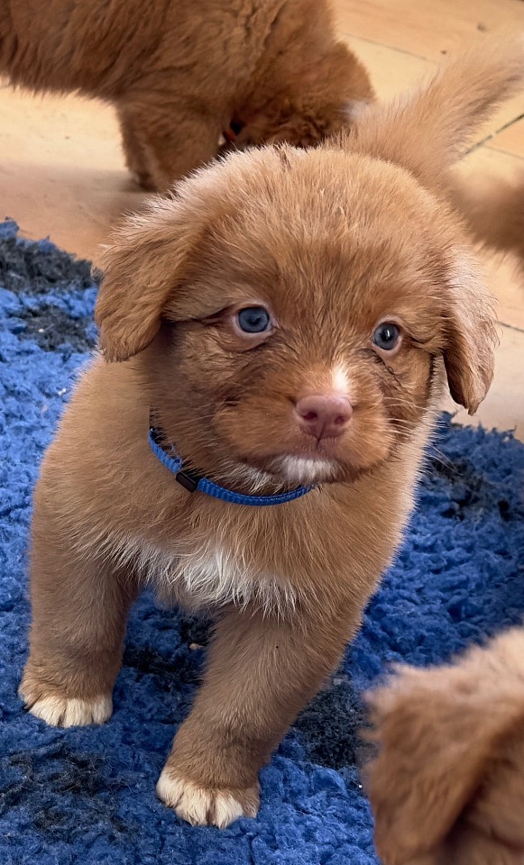 Harry, portée Lexi et Mac
