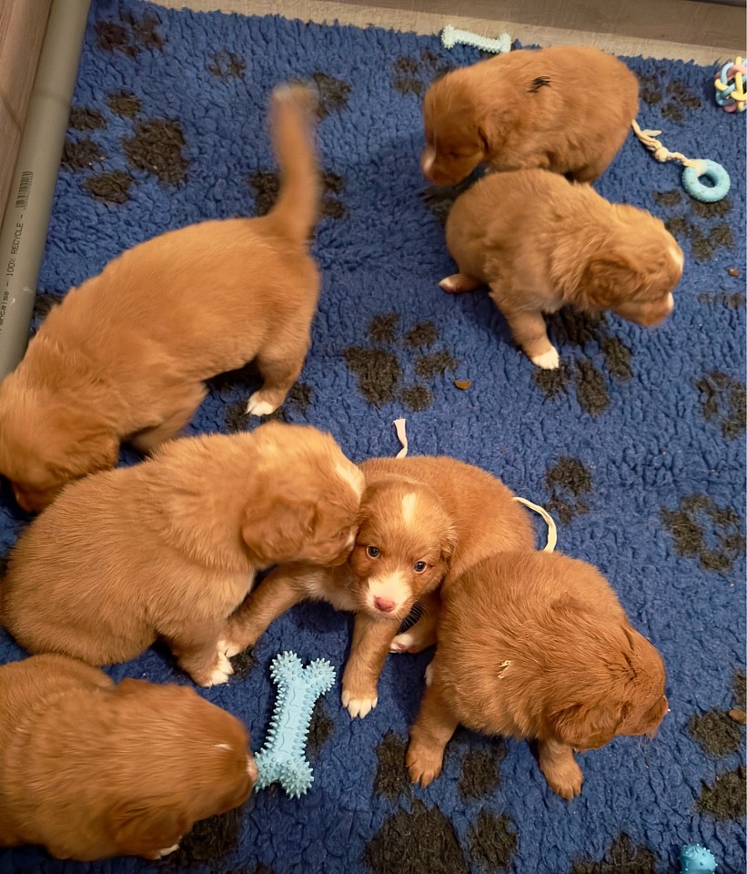 Jeune chiot Riva et Fox qui découvre le monde