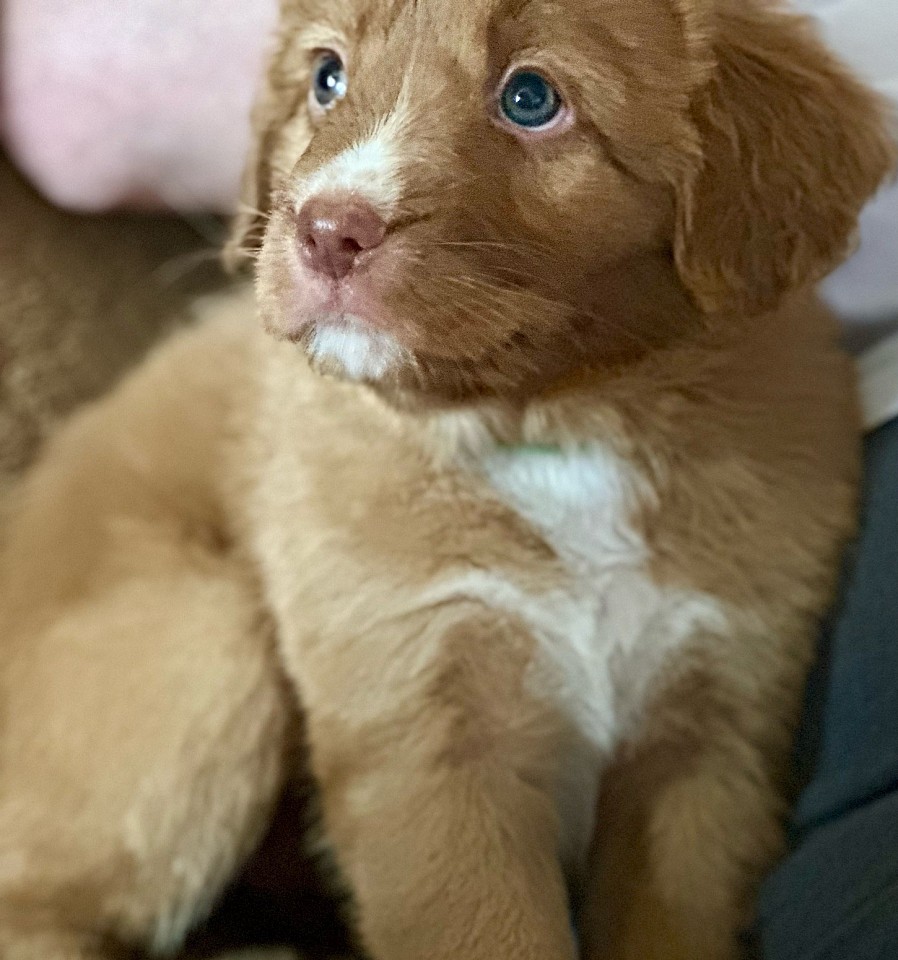 Chiot qui pose, portée Riva et Fox