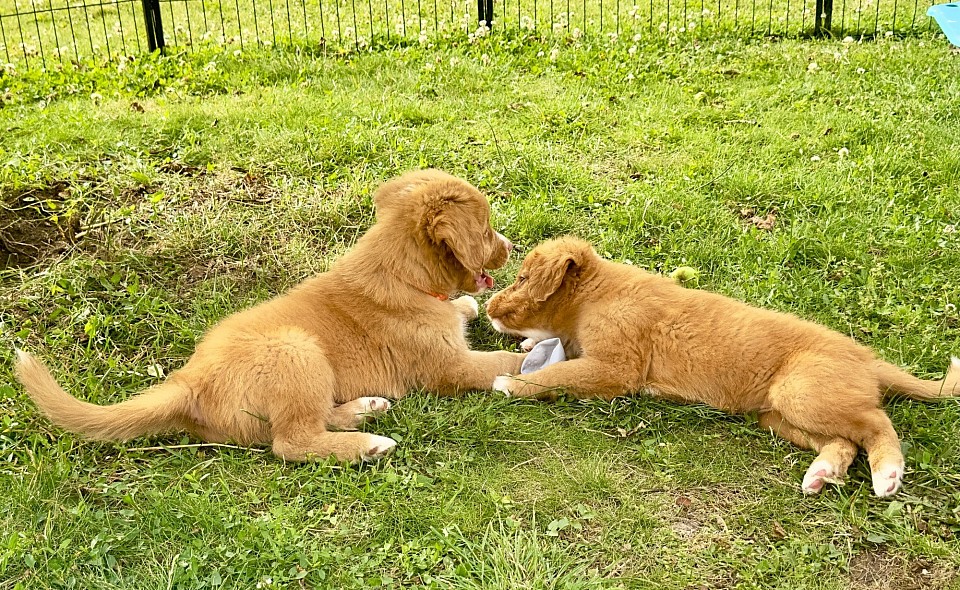 Bisous baveux, portée Riva et Fox