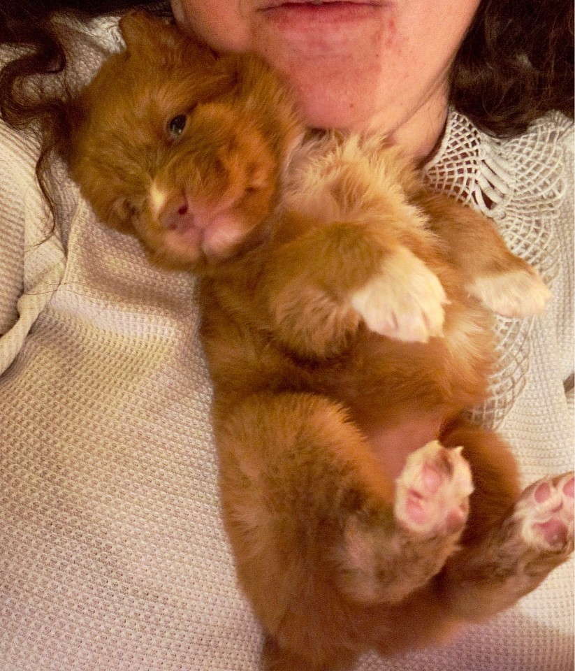 Chiot Red Maple porté avec douceur