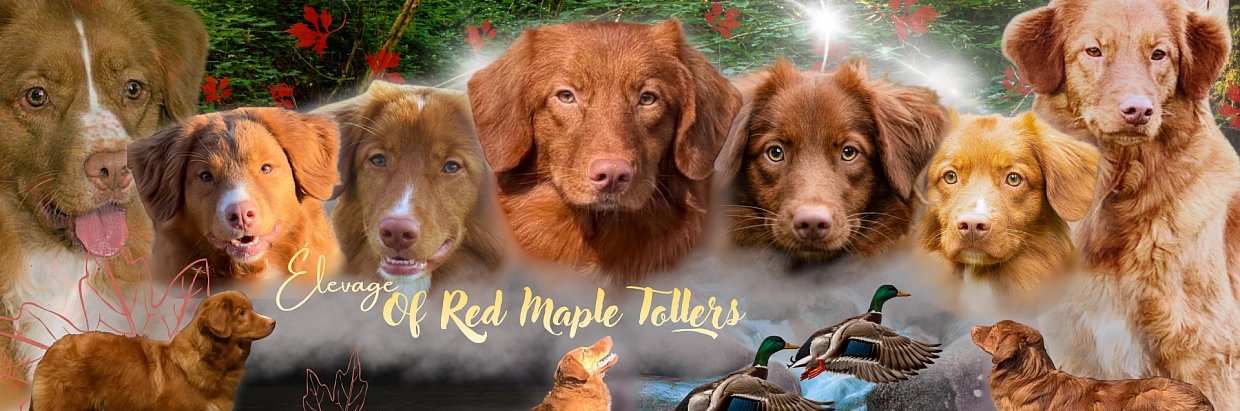 Montage panoramique réunissant les chiens de l’élevage Of Red Maple Tollers