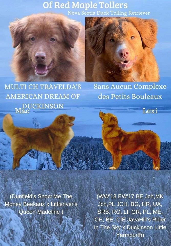 Photos de la portée Lexi et Mac et souvenirs de Noël 2023