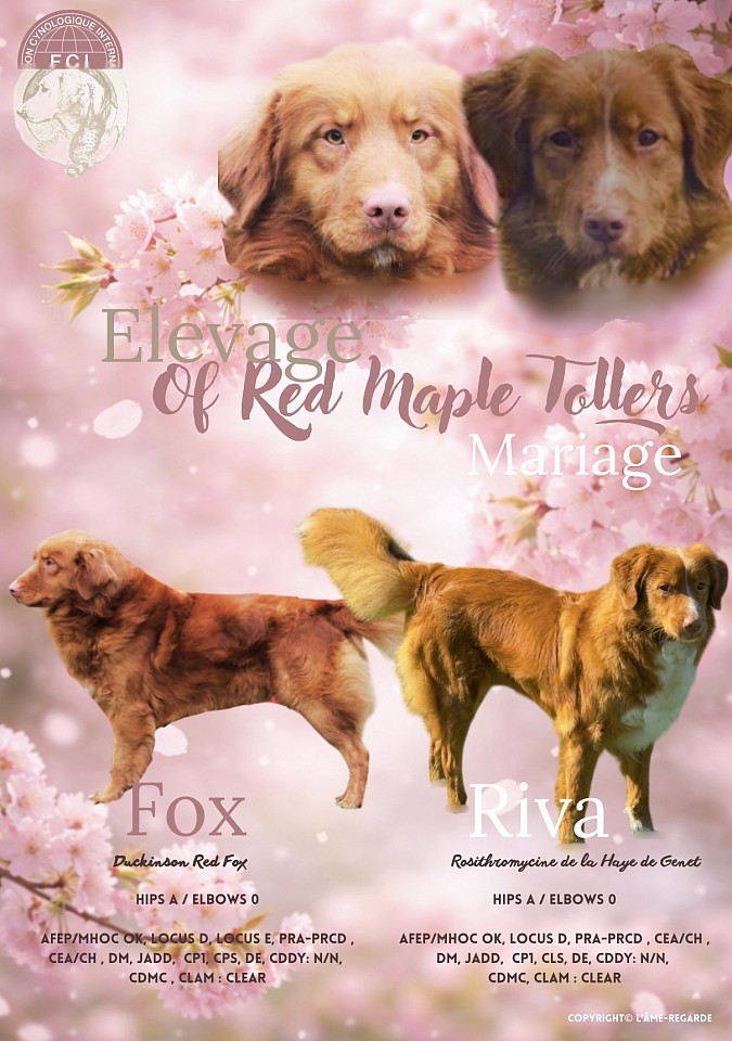 Photos de la portée Riva et Fox, mai 2024
