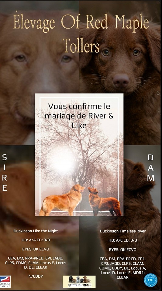 Photos de la portée River et Like, janvier 2025