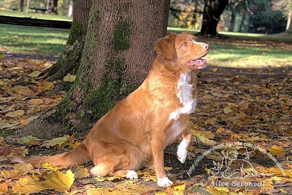 Inaya