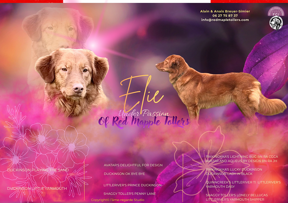 Elie